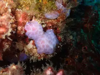 Sponge