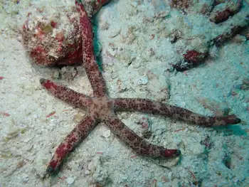 Multipore Star