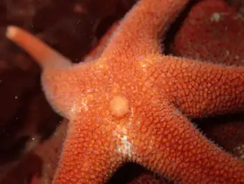 Blood Star