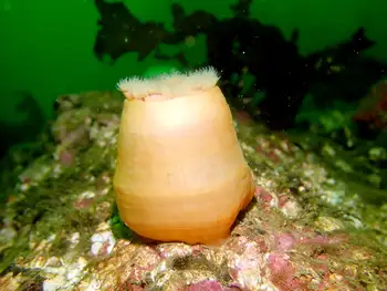 Metridium Anemone