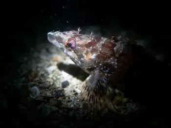 painted greenling