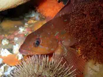 Juvenile Kelp Greenling