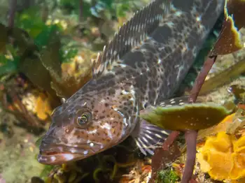 Lingcod
