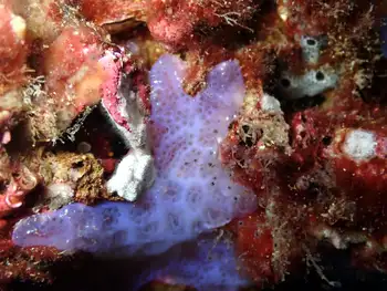 Sponge