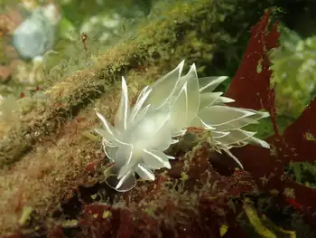 Alabaster Nudibranch