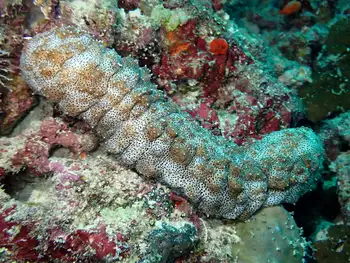 Graeffe's Sea Cucumber