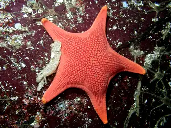 Gunpowder Star