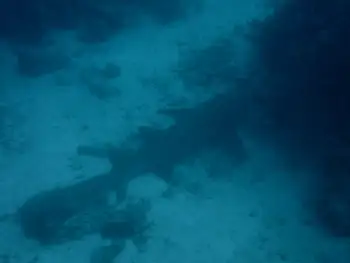 Nurse Shark