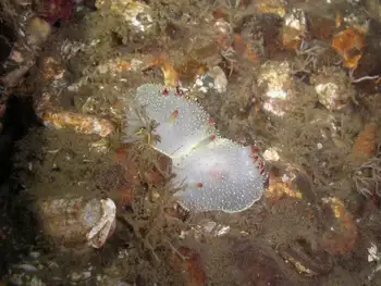 Mating Nanaimo Nudibranchs