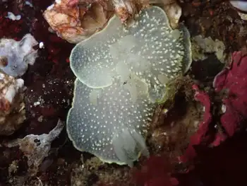 Yellow Rimmed Nudibranchs