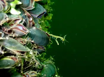 Alaskan Skeleton Shrimp