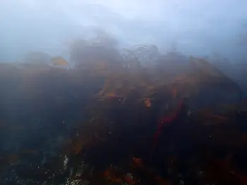 Torn Kelp