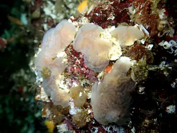 Sponge