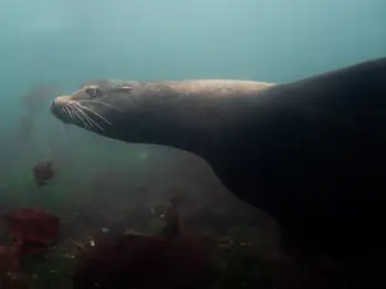 California Sea Lion