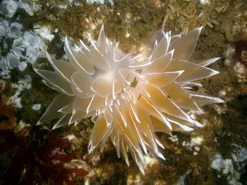 Alabaster Nudibranch