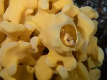 Cloud Sponge