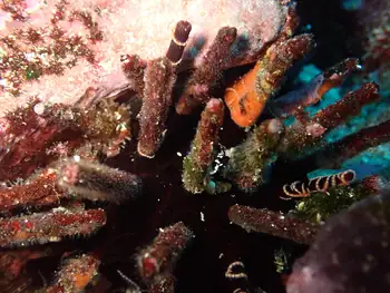 Pacific Slate Pencil Urchin