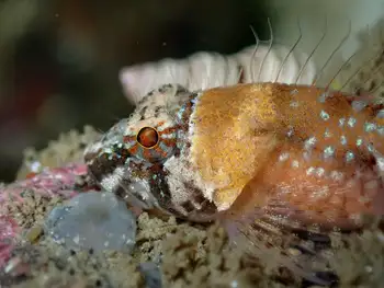 Smoothhead Sculpin