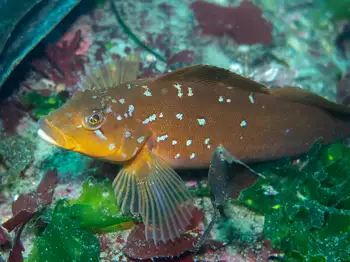 Female Kelp Greenling