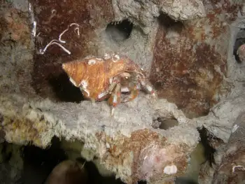 Bering Hermit Crab