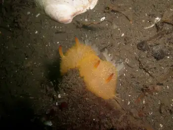 Sandalwood Nudibranchs