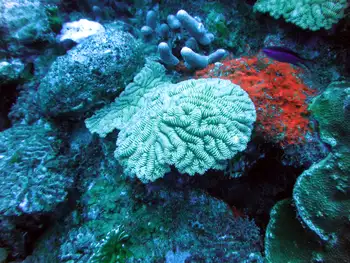 Coral