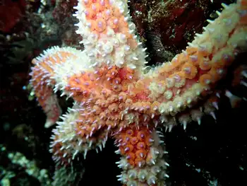 Rainbow Star