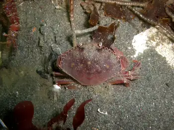 Dungeness Crab