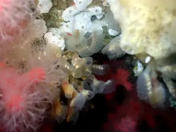 Yellow Social Tunicates