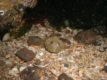 Great Sculpin
