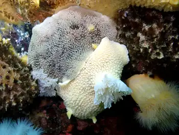 Noble Sea Lemons