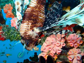 Lionfish