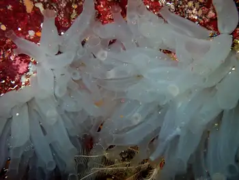 Sea Vase Tunicates