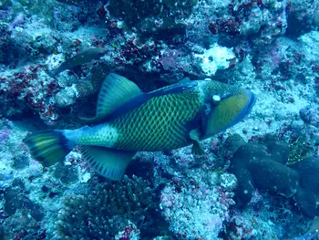 trigger fish