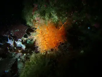 Red Sea Cucumber