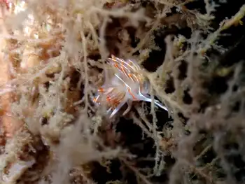 Horned Nudibranch