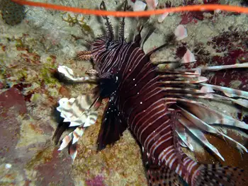 Lionfish