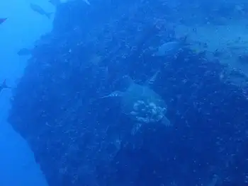Hawksbill Sea Turtle
