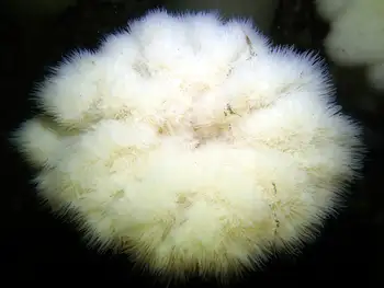 Metridium Anemone