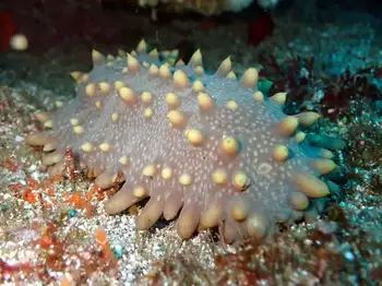 Fuscus Sea Cucumber