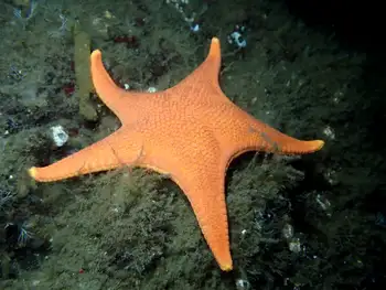 Vermilion Star