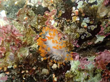 Cockerell's Nudibranch