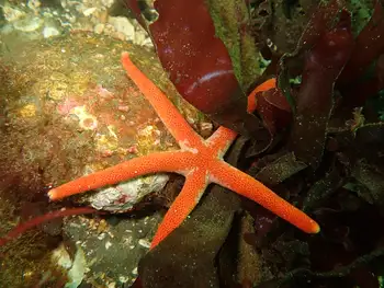Armpit Blood Star