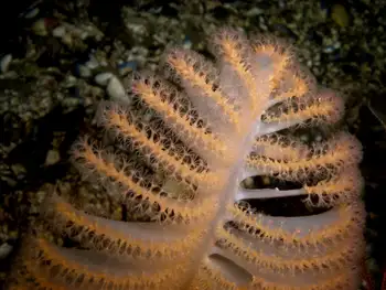 Ptilosarcus gurneyi Sea Pen
