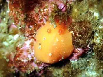 Red Sponge Dorid