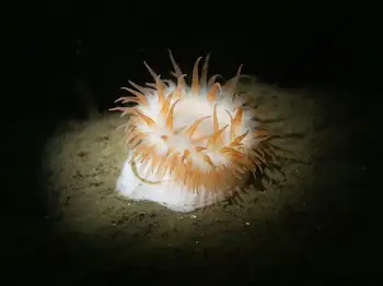 Swimming Anemone