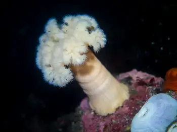 Metridium Anemone