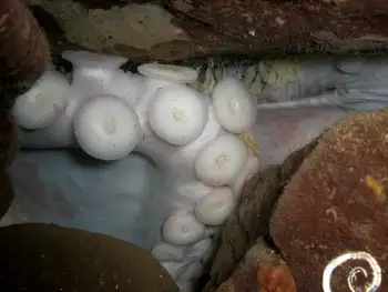 Eggs Giant Pacific Octopus