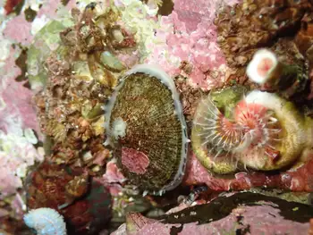 Limpet