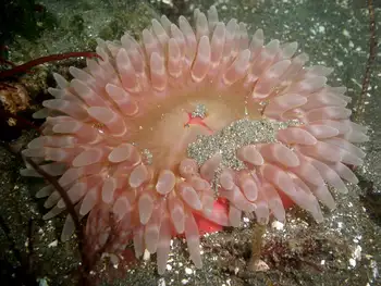 Stubby Rose Anemone